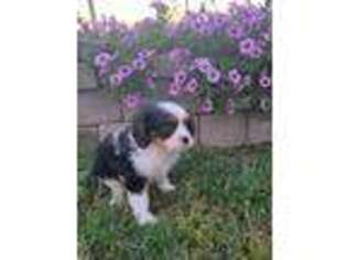 Cavalier King Charles Spaniel Puppy for sale in Arthur, IL, USA