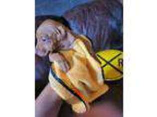 Rhodesian Ridgeback Puppy for sale in Washington, DC, USA