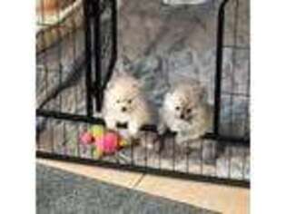 Pomeranian Puppy for sale in Roscoe, IL, USA