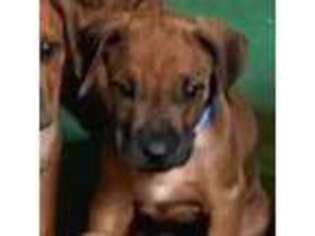 Rhodesian Ridgeback Puppy for sale in Kyle, TX, USA
