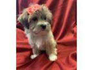 Shorkie Tzu Puppy for sale in East Dundee, IL, USA