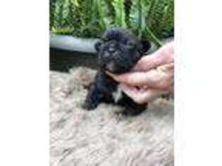 French Bulldog Puppy for sale in Creal Springs, IL, USA