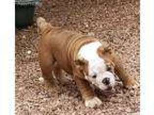 Bulldog Puppy for sale in Keller, TX, USA