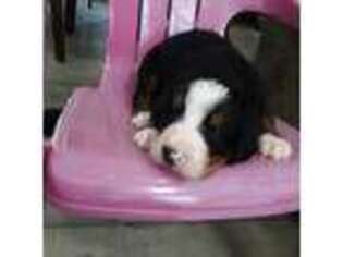 Bernese Mountain Dog Puppy for sale in Strasburg, OH, USA