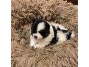 Pomeranian Puppy for sale in Norfolk, VA, USA