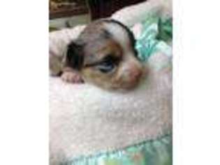 Chihuahua Puppy for sale in Fredericksburg, PA, USA