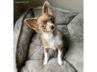 Chihuahua Puppy for sale in The Colony, TX, USA