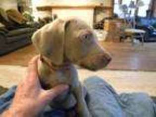 Weimaraner Puppy for sale in Grove City, OH, USA