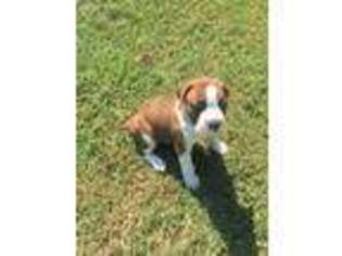 Boxer Puppy for sale in Weatherford, TX, USA