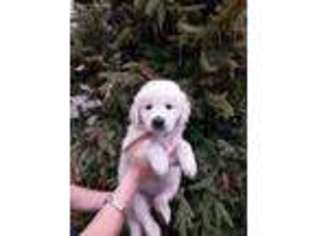 Golden Retriever Puppy for sale in Denton, NC, USA
