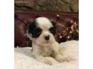 Cocker Spaniel Puppy for sale in Tulare, CA, USA