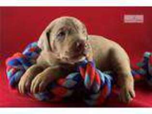 Doberman Pinscher Puppy for sale in Roanoke, VA, USA