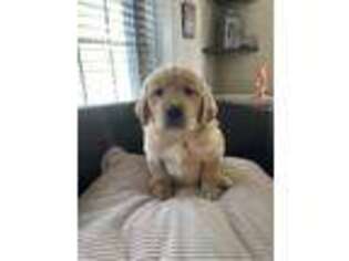 Golden Retriever Puppy for sale in York, PA, USA