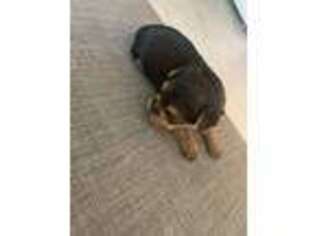 Yorkshire Terrier Puppy for sale in Tampa, FL, USA