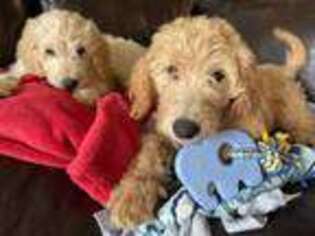 Goldendoodle Puppy for sale in Greeneville, TN, USA