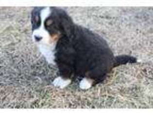 Bernese Mountain Dog Puppy for sale in Coalgate, OK, USA