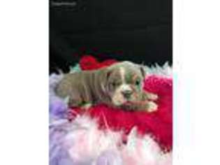 Bulldog Puppy for sale in Orlando, FL, USA