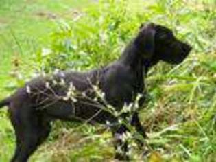 Great Dane Puppy for sale in Cabool, MO, USA
