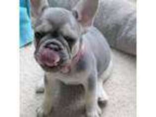 French Bulldog Puppy for sale in Shelburn, IN, USA