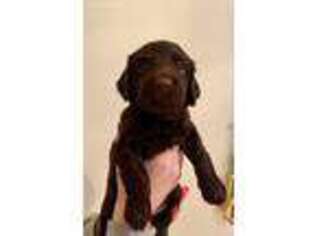 Boykin Spaniel Puppy for sale in Raleigh, NC, USA