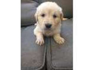 Golden Retriever Puppy for sale in Georgetown, PA, USA