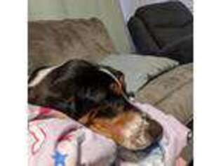 Basset Hound Puppy for sale in Hutchinson, KS, USA