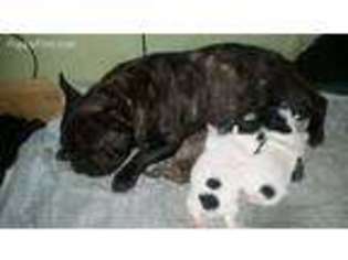 French Bulldog Puppy for sale in Carson, CA, USA