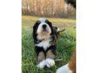 Bernese Mountain Dog Puppy for sale in Burlington, NC, USA