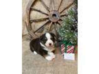 Miniature Australian Shepherd Puppy for sale in Kalama, WA, USA