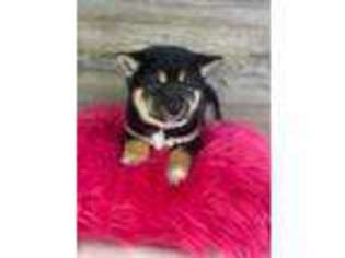 Shiba Inu Puppy for sale in Grand Rapids, MI, USA