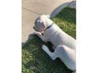 Dogo Argentino Puppy for sale in Yucaipa, CA, USA