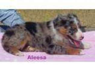 Australian Shepherd Puppy for sale in Elfrida, AZ, USA
