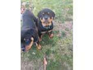 Rottweiler Puppy for sale in Concord, CA, USA