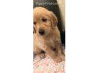 Golden Retriever Puppy for sale in Arlington, TX, USA