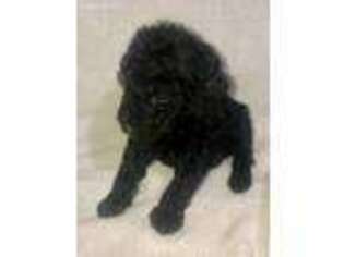 Goldendoodle Puppy for sale in Barling, AR, USA