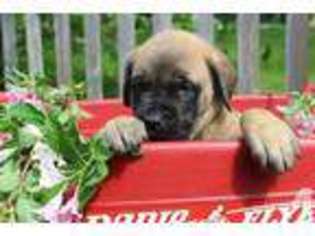 Mastiff Puppy for sale in MOUNT VERNON, OH, USA
