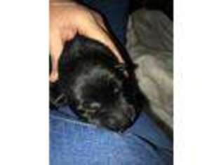 German Shepherd Dog Puppy for sale in Leitchfield, KY, USA
