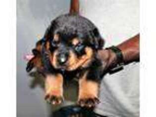 Rottweiler Puppy for sale in Mableton, GA, USA