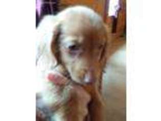 Dachshund Puppy for sale in Beaver, KY, USA