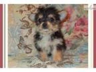 Chorkie Puppy for sale in Tallahassee, FL, USA