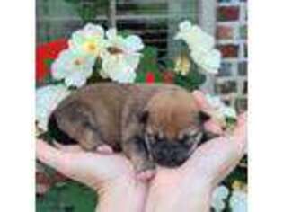 Shiba Inu Puppy for sale in Carthage, TX, USA