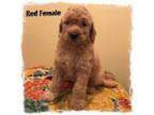 Goldendoodle Puppy for sale in East Brookfield, MA, USA