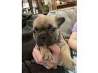 French Bulldog Puppy for sale in Saint George, KS, USA