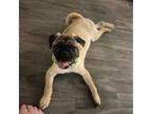 Pug Puppy for sale in Las Vegas, NV, USA