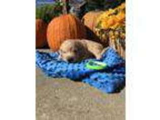 Goldendoodle Puppy for sale in Dieterich, IL, USA