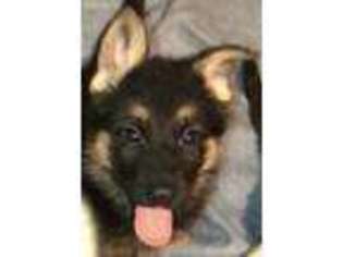 German Shepherd Dog Puppy for sale in Murfreesboro, TN, USA