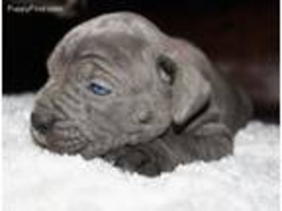 Cane Corso Puppy for sale in Ardmore, OK, USA