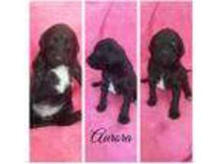 Labradoodle Puppy for sale in Statesville, NC, USA