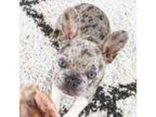 French Bulldog Puppy for sale in Sullivan, OH, USA