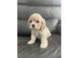 Cocker Spaniel Puppy for sale in Fairfield, CA, USA